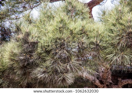 Cones on a tree