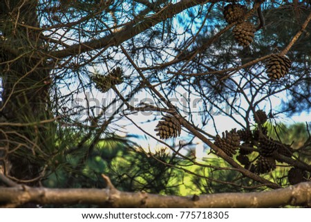 Cones on a tree
