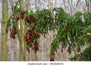 Cones On A Tree In A Forest, Strobilus, Strobile