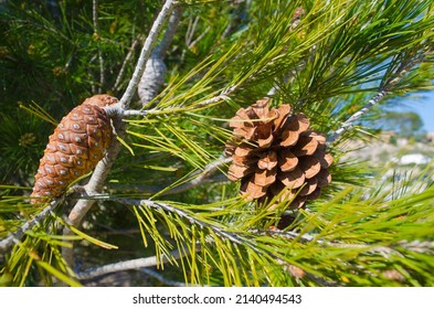 Cones Of Pine Tree - Pinus Halepensis