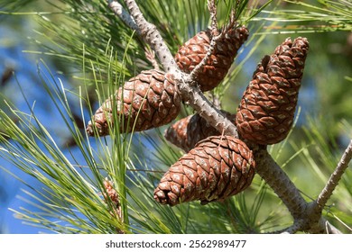 Cones of pine tree - Pinus halepensis
