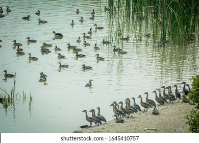 A conference of migratory ducks on the bank of a fresh water pond at Dobanki of Sundarban