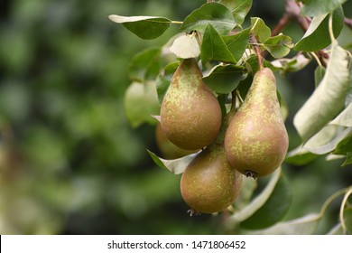 Conference pears ripening on a pear fruit tree