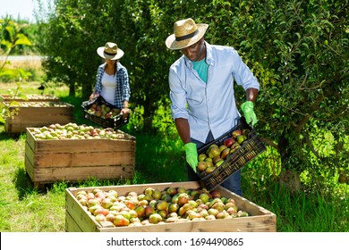 Confident African American man engaged in picking of pears in orchard, laying harvested fruits in wooden boxes - Powered by Shutterstock