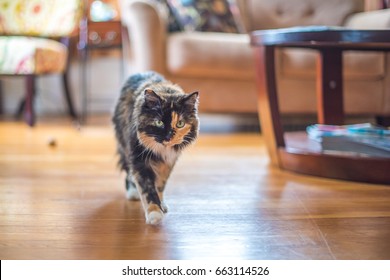 27 752件の 三毛猫 の画像 写真素材 ベクター画像 Shutterstock