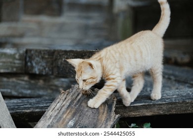 Confident and brave orange kitten cat exploring. - Powered by Shutterstock