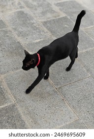 Confident cat struts its stuff down the sidewalk.