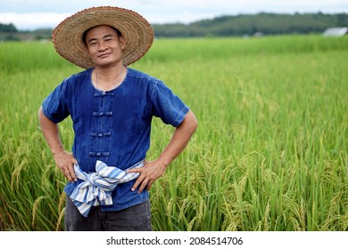 Confident handsome Asian male farmer is posing with hands on hips, wears hat and traditional costume of Thai farmer. stands at paddy field. Concept : Agricultural  career.                             