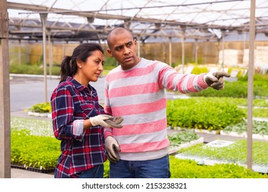 Confident Latina Woman Farm Owner Giving Instructions To Man Worker At Greenhouse