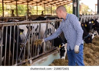 5,222 Man feeding cows Images, Stock Photos & Vectors | Shutterstock