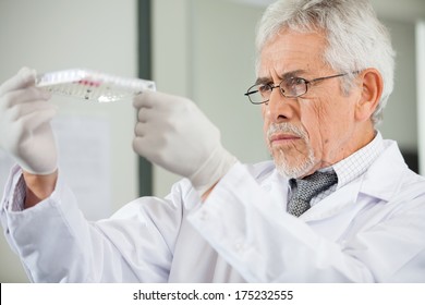 Confident mature male scientist examining microplate in laboratory - Shutterstock ID 175232555