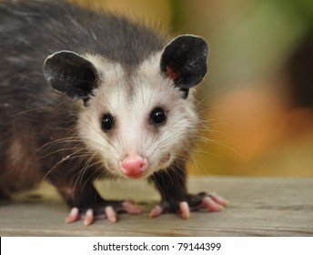 Confident Possum