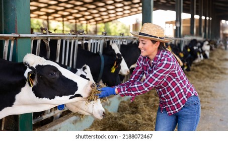 Confident Spanish Female Farmer Working In Stall, Feeding Cows With Hay