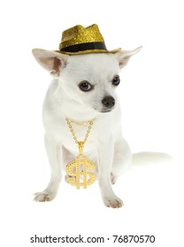 Confident White Chihuahua Puppy Wearing A Gold Glittery Hat And A Gold Chain Necklace With A Money Charm On It- Puppy Wearing Bling! Isolated On White.