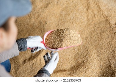Confident woman owner of dairy farm checking quality of soybean husk animal feed for dairy cattle in farm storage area - Shutterstock ID 2152358703