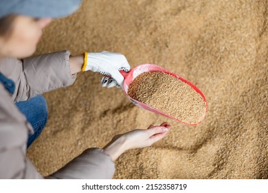 Confident Woman Owner Of Dairy Farm Checking Quality Of Soybean Husk Animal Feed For Dairy Cattle In Farm Storage Area