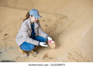 Confident Woman Owner Of Dairy Farm Checking Quality Of Soybean Husk Animal Feed For Dairy Cattle In Farm Storage Area