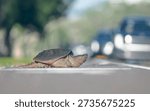 Human–wildlife conflict as a large common snapping turtle (Chelydra serpentina) crosses a busy road, Florida