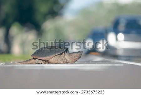 Human–wildlife conflict as a large common snapping turtle (Chelydra serpentina) crosses a busy road, Florida