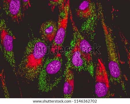 Confocal image of mitochondria in the mesenchymal steam cells. Mitochondrias are labeled with green staining, cells nuclei are in purple