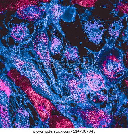 Confocal image of mitochondria in the mesenchymal steam cells. Mitochondrias are labeled with pink staining, cells mebranes are in blue