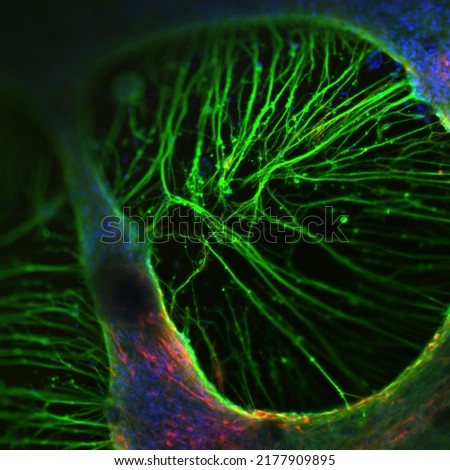 Confocal microscopy image of human neurons from the ventral midbrain region. 