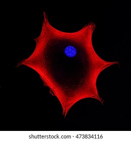 Confocal microscopy imaging of a quiescent pluripotent stem cell used in regenerative medicine. Cytoskeletal protein actin in red, nucleus in blue.