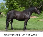 Conformation full body shot of Canadian horse purebred Canadian horse standing black horse with black mane and tail green grass and trees in background good  horse conformation horizontal equine image