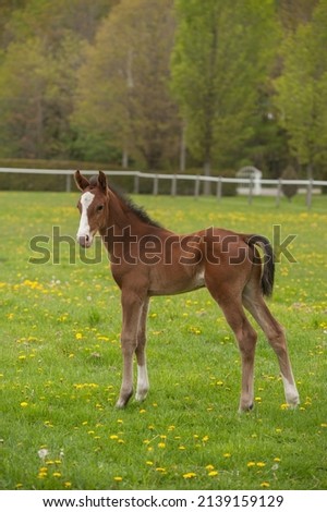 conformation shot of full body sport horse foal baby horse colt or filly standing in fenced paddock of green grass in spring cute young or baby animal photo vertical format room for type or masthead 