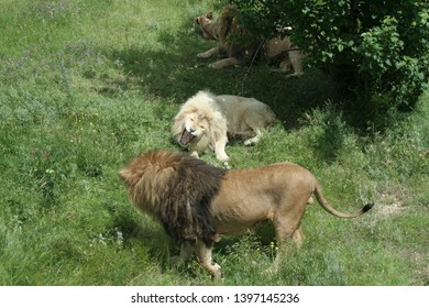 confrontation between two lions on vacation