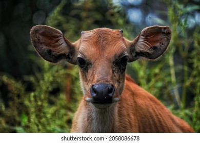 A confused calf looks at the camera on standby