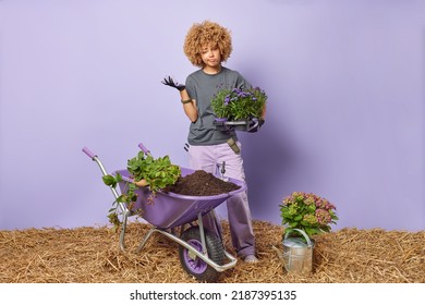 Confused Curly Haired Woman Plants Flowers In Garden Poses Near Wheelbarrow Full Of Plants And Solid Uses Watering Can Dressed In Casual Clothes Isolated Over Purple Background. Agriculture Concept