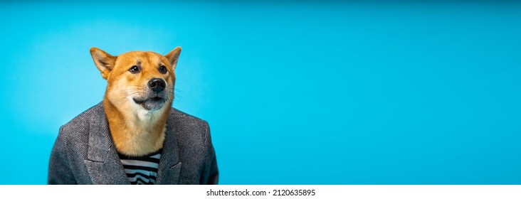 Confused Dog Face In A Business Suit Looks Shocked Silly. Funny Dog Employee In Clothes. Smiling Waiting Look. Animal Clothes Pet Business Theme. Long Horizontal Banner Blue Background. 