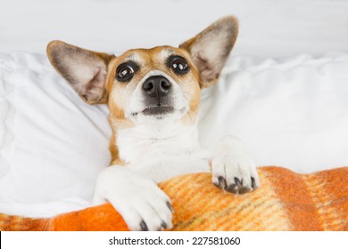 Confused Funny Dog Under A Blanket. Do Not Want To Wake Up 