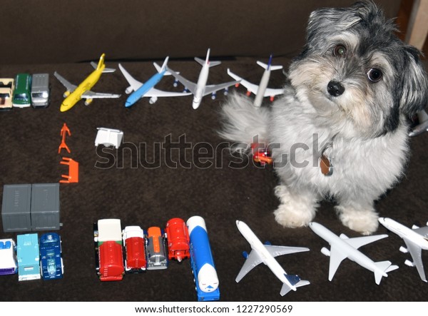 Confused Havanese dog is surrounded by\
many child toys such as airplanes, tankers and\
cars