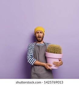 Confused housekeeper takes care of potted plant, holds big cactus in purple container, wears yellow hat, striped casual jumper and apron, stands indoor. Shocked displeased gardener with flower pot - Powered by Shutterstock