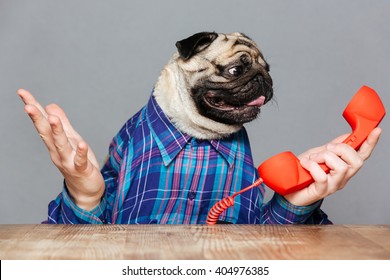 Confused pug dog with man hands in checkered shirt holding red phone receiver over grey background
