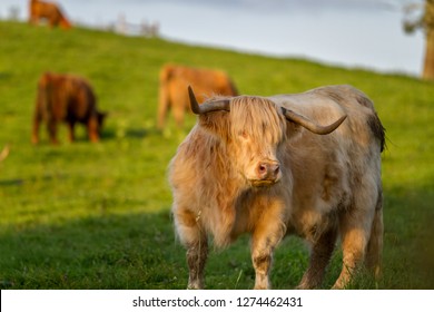 228 Confused Cow Images, Stock Photos & Vectors | Shutterstock