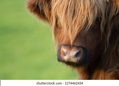 Confused Scottish Highland Cow.