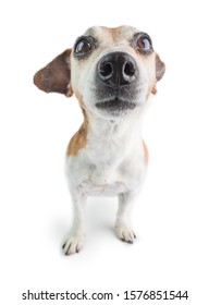 Confused Surprised Shocked Dog Face On White. Wide Angle Lens. Funny Jack Russell Terrier Emotions 