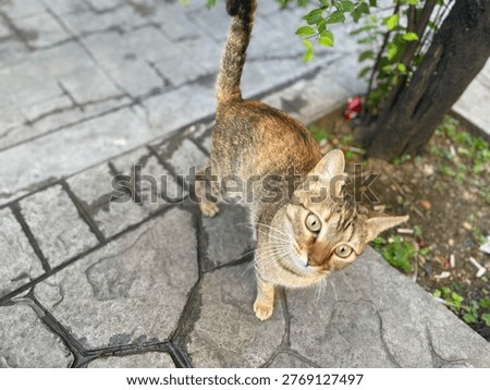 Confusing orange stray cute cate