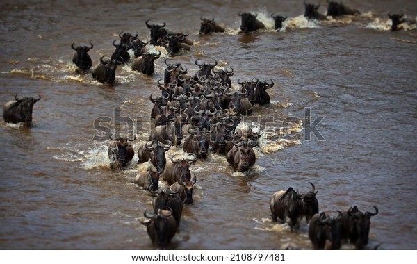 A confusion of wildebeests in a pond under the sunlight in Tanzania.