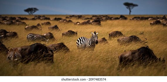 A confusion of wildebeests and zeal of zebras pasturing in a field in Masai Mara, Kenya