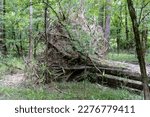 Congaree National Park, South Carolina. A fallen Loblolly Pine tree. Felled by Hurricane Hugo after living for over 200 years. 