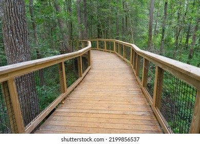 Congaree National Park, South Carolina, Boardwalk Loop, an elevated  walkway through the old-growth bottomland hardwood forest and swampy environment that protects delicate fungi and plant life. 