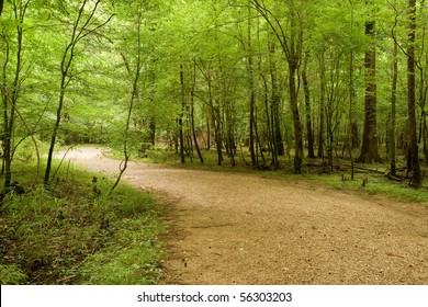 Congaree National Park, South Carolina