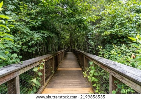 Congaree National Park, South Carolina, Boardwalk Loop, an elevated  walkway through the old-growth bottomland hardwood forest and swampy environment that protects delicate fungi and plant life. 
