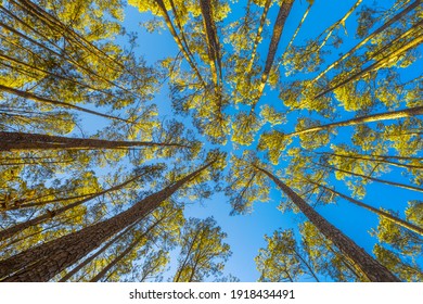 Congaree National Park Of US