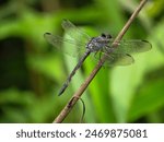 The congener Potamarcha dragonfly is gray with a yellow tail