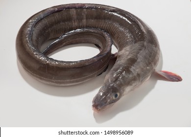 Conger Eel Isolated On White Background 